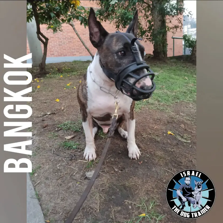 Entrenamiento de obediencia básica para cachorros en Caracas