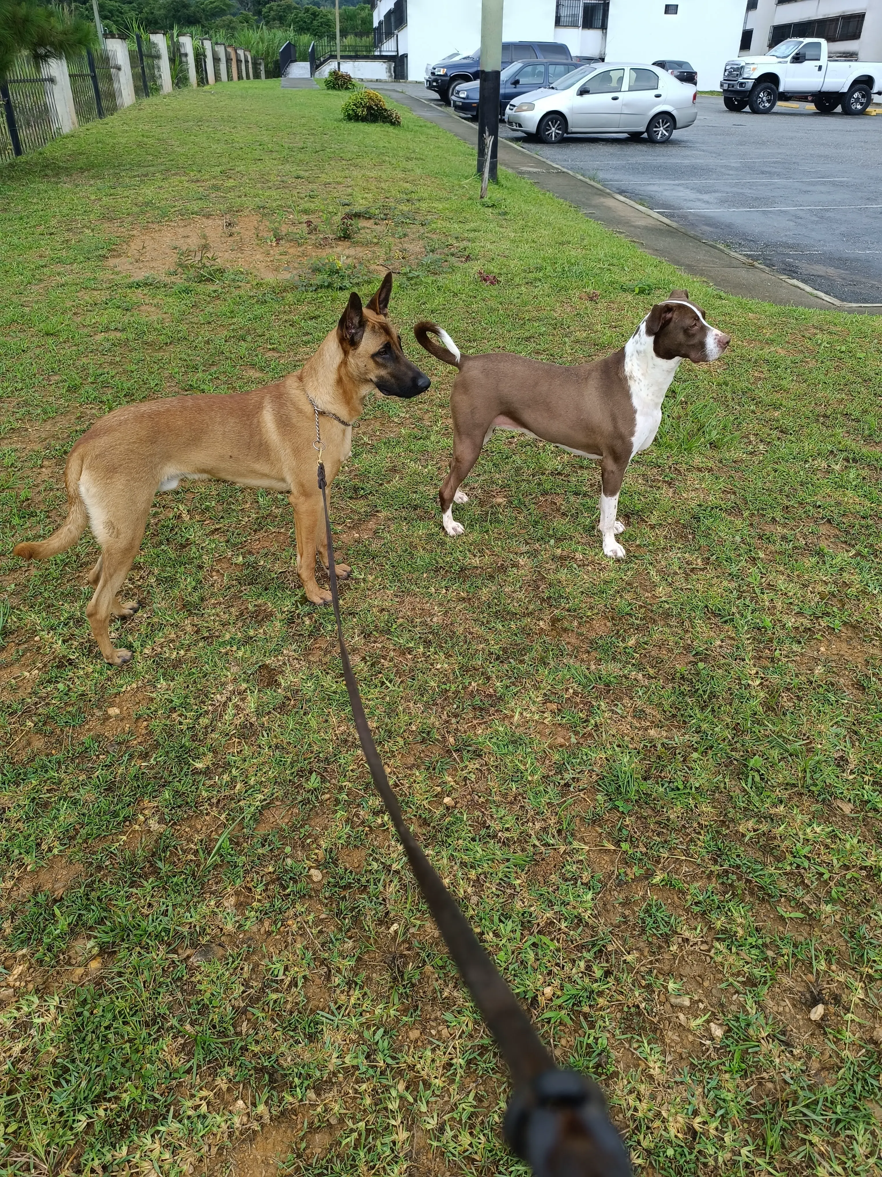 Entrenamiento de perros con problemas de socialización en Caracas