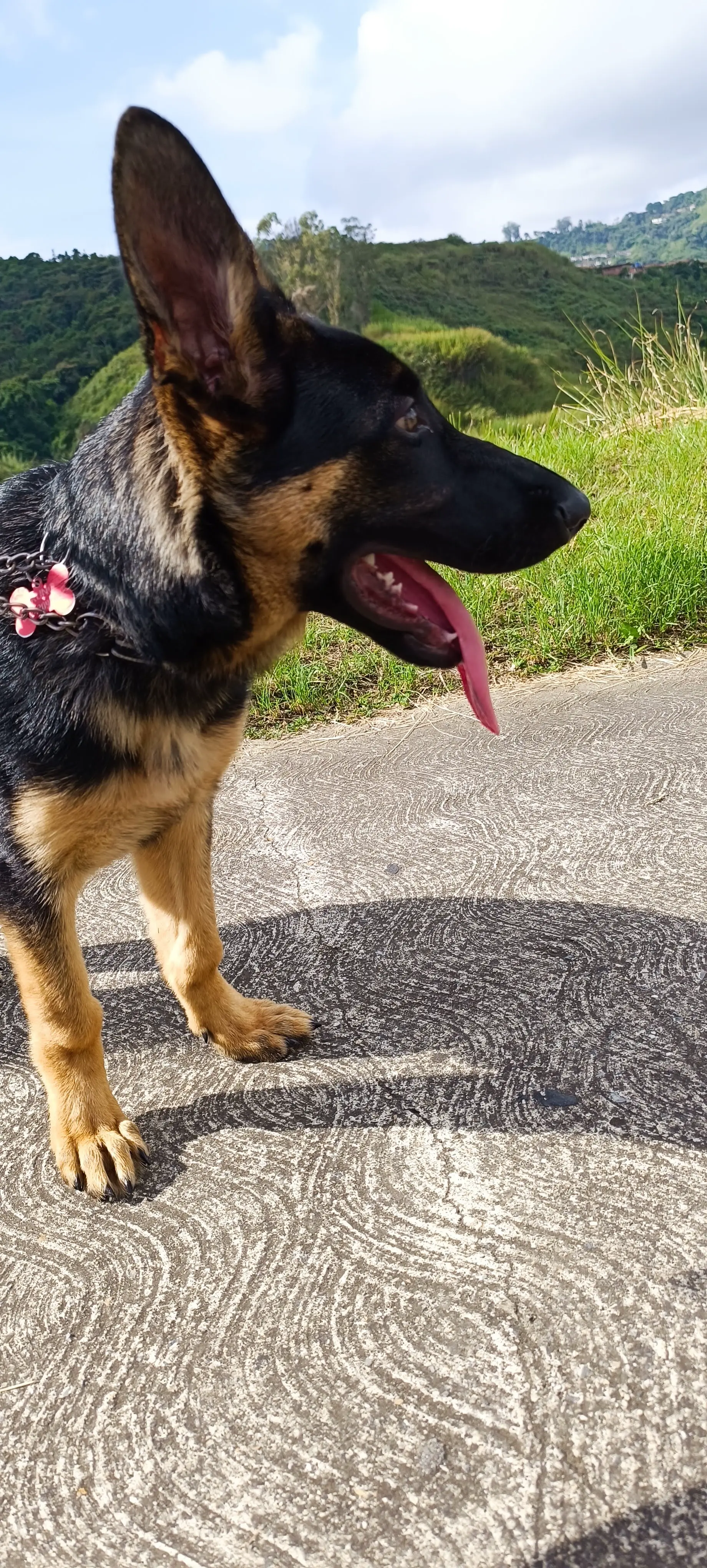 Entrenamiento de perros con ansiedad en Altos Mirandinos