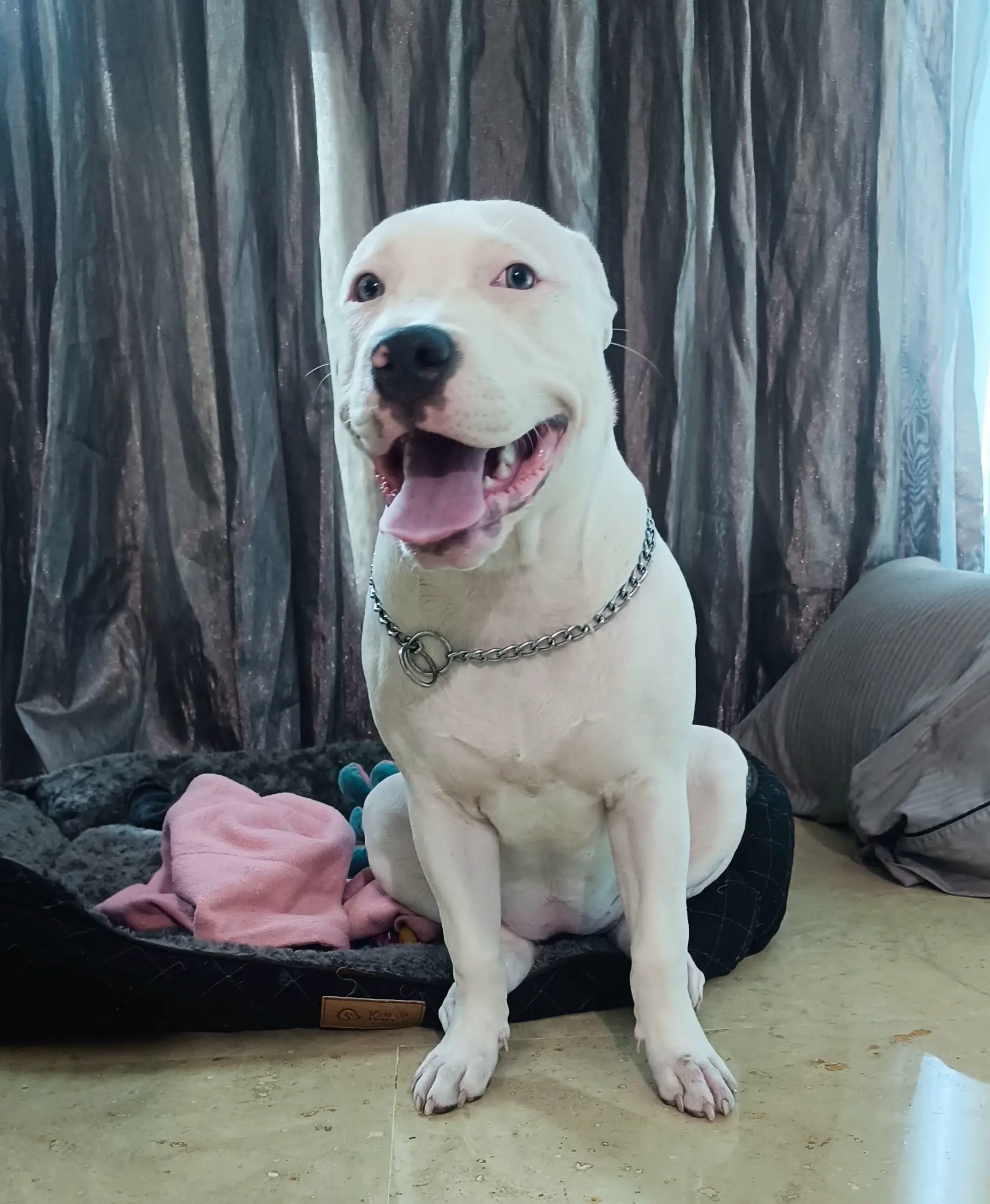 Entrenamiento de perros con problemas de socialización en Altos Mirandinos