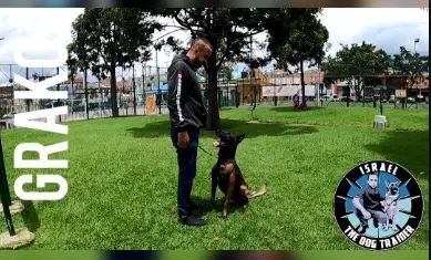 Corrección de conducta agresiva en perros Altos Mirandinos