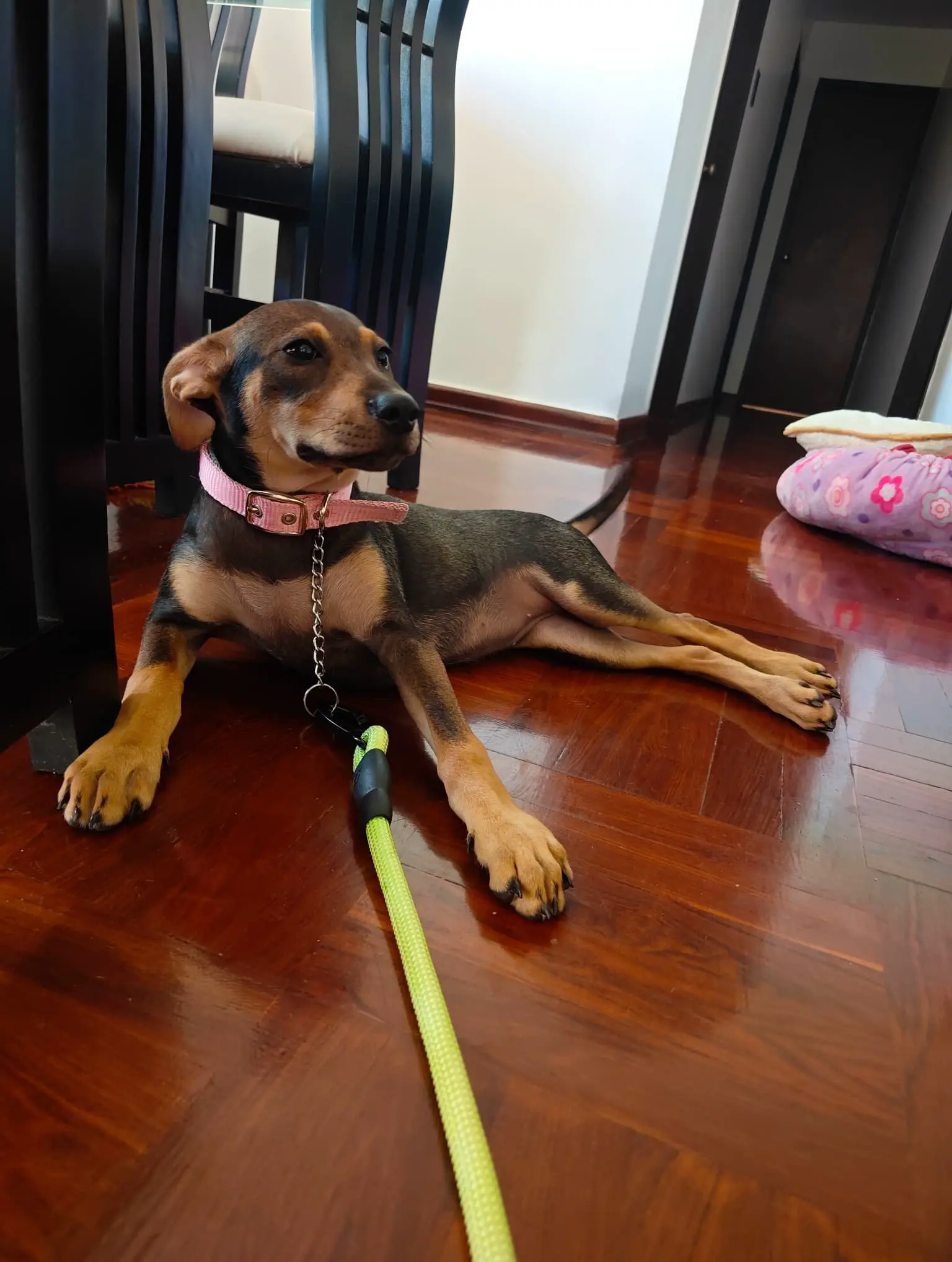 Entrenamiento de perros con problemas de ansiedad en Caracas