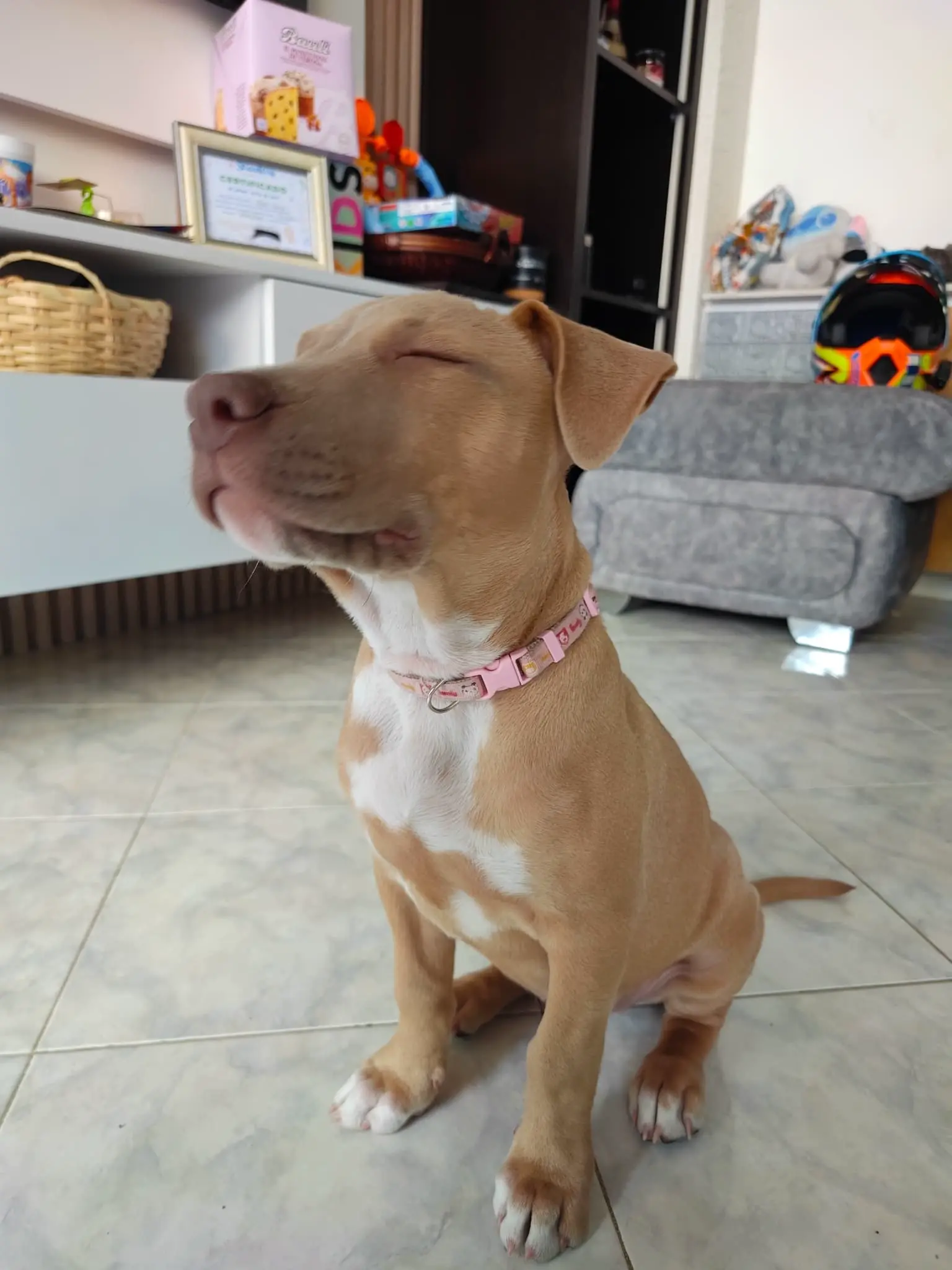 Entrenamiento de perros con problemas de obediencia en Altos Mirandinos