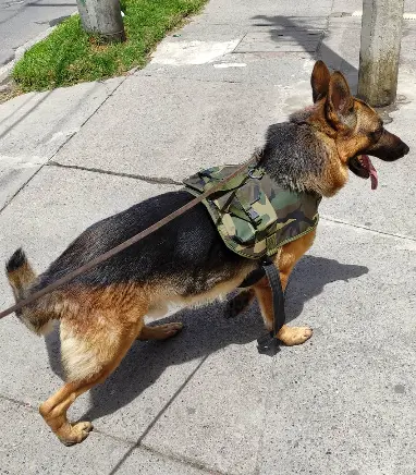 Entrenamiento de perros con ansiedad en Caracas y Altos Mirandinos