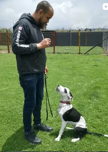 Modificación de conducta en perros agresivos en Altos Mirandinos